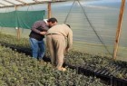 Certificación de plantines de robles y encinas micorrizados con trufas